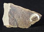 Ellipsocephalus hoffi (SCHLOTHEIM 1823) - Bild © FossNet FossilienStore